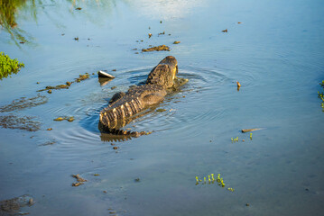 Leonabelle Turnbull Birding Center in Port Aransas, Texas, Gulf of Mexico, nature reserved, swamp, waterfowl, migration, major flyway, bird watching, outdoor, island, travel, tourism, tourist, nature