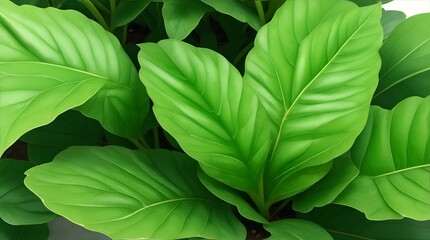 Green leaf plant images
