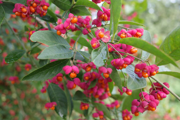 Opened Euonymus europaeus or common spindle flowers with orange poisonous fruits