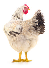 white hen isolated.