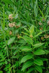 Wildflowers and plants by the St-Lawrence River