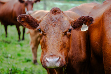 Cows grazing on farm meadows in the mountains 