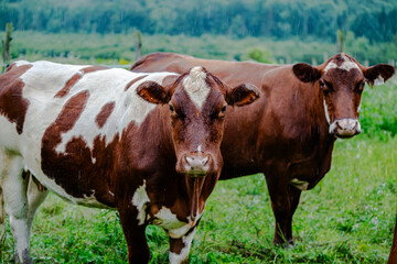 Obraz premium Cows grazing on farm meadows in the mountains 