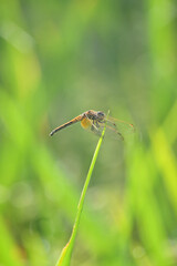 closeup the yellow black dragonfly hold on paddy plant leaf soft focus natural green brown background.