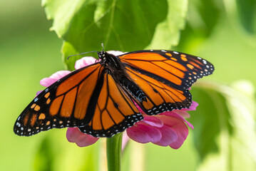 Male monarch butterfly with spread wings resting on pink flower in garden