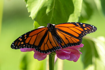 Male monarch butterfly with spread wings perched on flower in garden