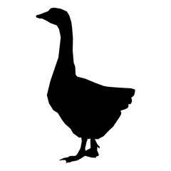 goose isolated on white background