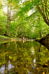 river in the forest.  iğneada, longoz ormanları, kuzey ormanları.