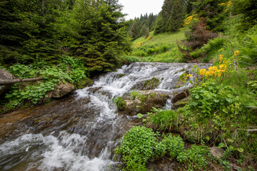 waterfall in the forest