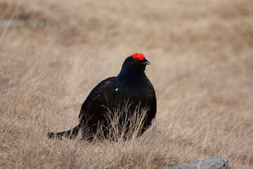  Black grouse (Lyrurus tetrix) Fagiano di monte