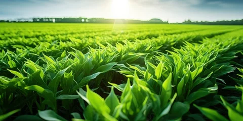 Foto op Aluminium Field of vibrant green biofuel crops. © Emran