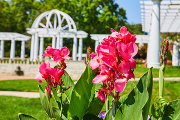 Tall pink flowers in full gorgeous bloom with blurry pergola in background