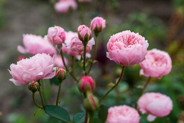 Pink The Alnwick rose blooming in summer garden. Double nostalgic flower grow on border. Austin selection. Close up