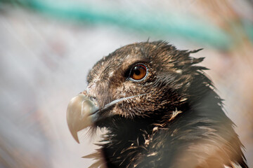 A large bird of prey. A predator in captivity. Zoo. Close-up. Portrait of a bird. Ornithology.