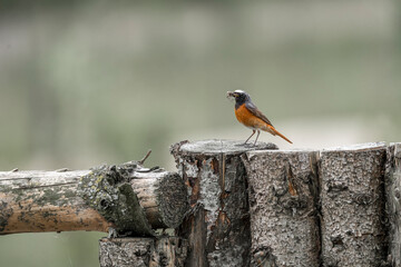 Collared redstart bird insect bug catchers 