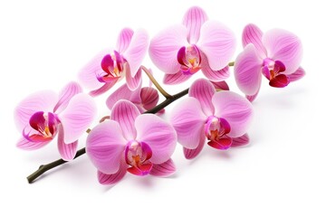 Naklejka na ściany i meble Pink Orchid isolated on white background.