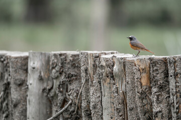 Collared redstart bird small cute with insect