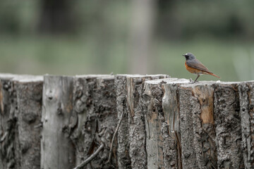 Collared redstart bird insect bug catchers 