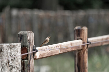 Collared redstart bird insect bug catchers 