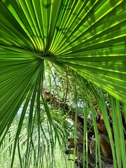 Perspective created by lines of the green leaf of a bush, with brown branches and fruit in the background, sun rays illuminating the image on a spring morning.