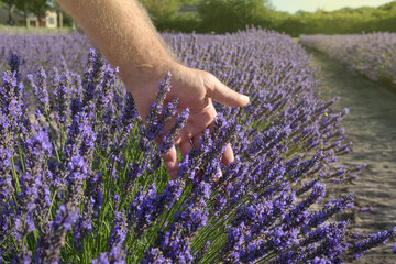 Lavender smell. Farmers hand touching tops of blooming fresh plants close up. Blossom time. Aromatic fields landscape. Sunny day blue sky natural background.
