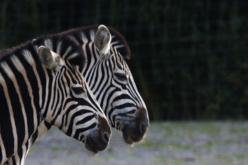 Zebras