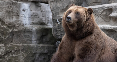 Bear Close-Up Encounter with a Captive Grizzly Bear - Ursus arctos horribilis.  Photography. 