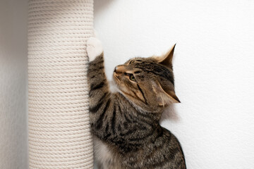 The tabby cat sharpens its claws on the white scratching post. - obrazy, fototapety, plakaty