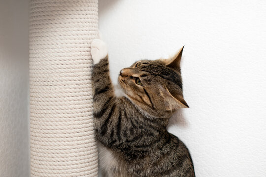 The tabby cat sharpens its claws on the white scratching post.