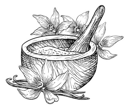 recommend clip art: Vanilla with Mortar and Pestle. Hand drawn vector illustration of Flowers and retro wooden utensils in white and black colors. Linear drawing of herbs for alternative medicine or natural cosmetic.