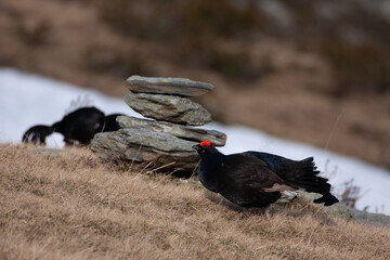  Black grouse (Lyrurus tetrix) Fagiano di monte