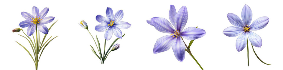 Blue Eyed Grass Flower Hyperrealistic Highly Detailed Isolated On Transparent Background Png File