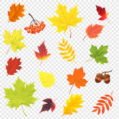 Autumn Leaves Big Set Isolated