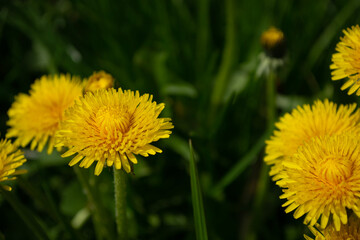Yellow dandelion flowers on a green meadow close-up