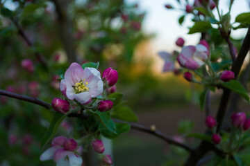 Apple blossom in spring, close-up of pink flowers.