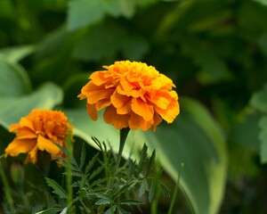 Closeup of orange Marigold flowers