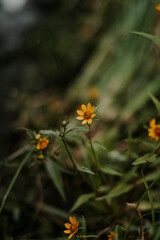 Yellow Flowers In Bloom