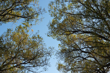 autumn willow trees on a blue sky by the lake