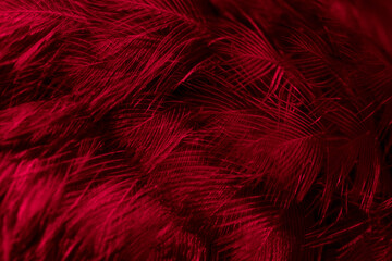 feather pigeon macro photo. texture or background