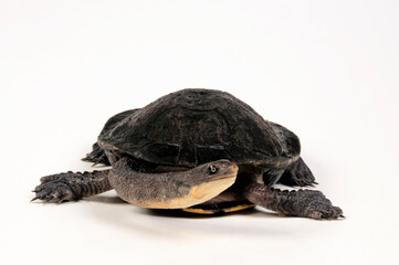 Eastern long-necked turtle // Glattrücken-Schlangenhalsschildkröte (Chelodina longicollis) - obrazy, fototapety, plakaty