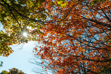 sun peeks through branches and leaves of autumn trees in the park