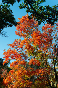 autumn tree with deep orange and red leaves on a blue ksy background