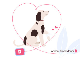 Animal blood donor. Dog donor and blood container.
