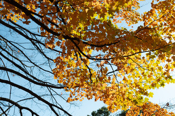 bare tree branches and branches with autumn leaves on a blue sky
