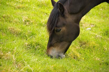 Closeup of a brown horse grazing on green grass