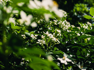Spring flowers