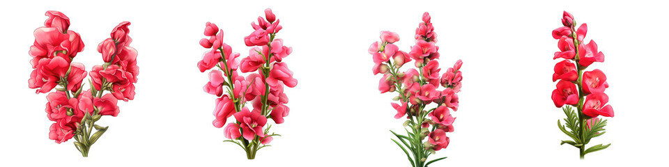 Antirrhinum  Flower Hyperrealistic Highly Detailed Isolated On Transparent Background Png File