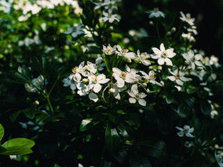 Fototapeta premium White spring blossom