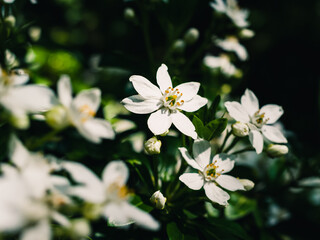 White spring blossom