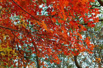 red maple leaves